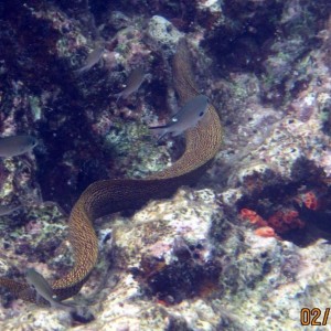 ABC Islands Snorkeling 2012