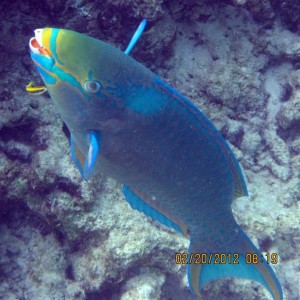 ABC Islands Snorkeling 2012