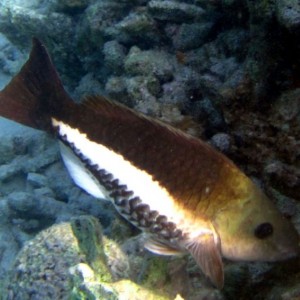 ABC Islands Snorkeling 2012