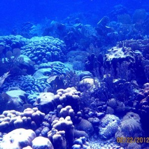 ABC Islands Snorkeling 2012