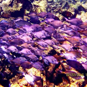 ABC Islands Snorkeling 2012