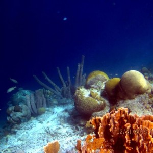 ABC Islands Snorkeling 2012