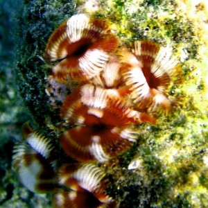 ABC Islands Snorkeling 2012