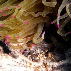 ABC Islands Snorkeling 2012