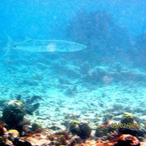 ABC Islands Snorkeling 2012