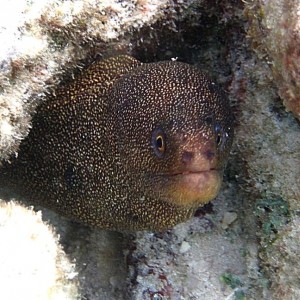 ABC Islands Snorkeling 2012