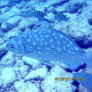 ABC Islands Snorkeling 2012