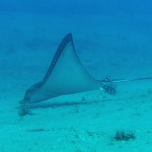 eagle_ray_final_0312