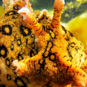 Yellow Spotted Sea Hare