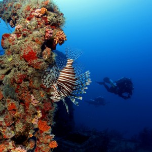 Lionfish and Divers