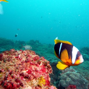 Diving Steps reef at Ponta Du Ouro in April 2012