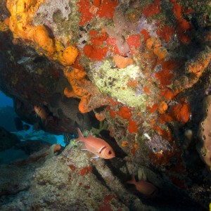 diving in st. Martin