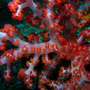 Soft_Coral_Close_Cabilao