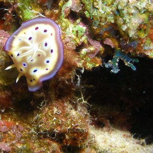 Spotted_Nudi_Cabilao_