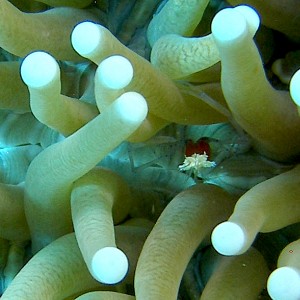 Anemone_shrimp_Cabilao