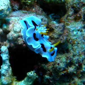 Black_and_White_Nudi_Cabilao_