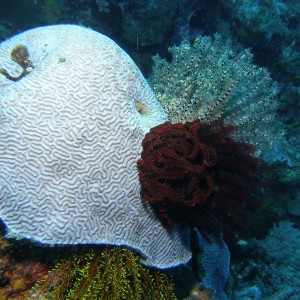 Crinoids_Cabilao