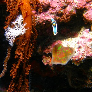 Nudi_7