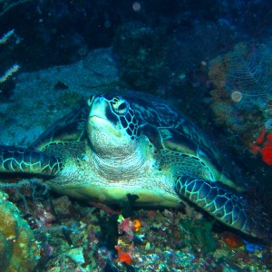 Turtle_Balcasag_