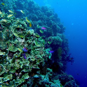 Purple_anthias_reefscape_Balicasag