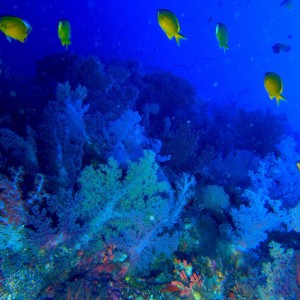 Cabilao_Reefscape_11