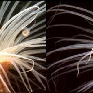 anemone 081297