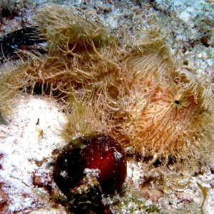 Hairy_Frogfish_Mala_5