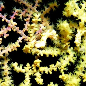 Pygmy_Seahorse_Malapascua_1