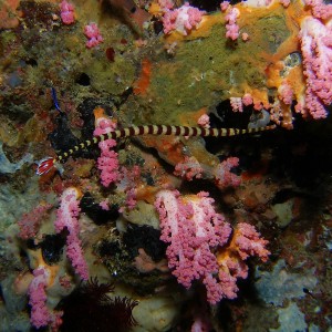 Ringed_Pipefish_Malapascua