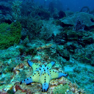 Sea_Star_Reefscape_Malapascua