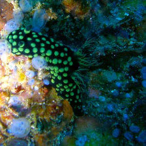 Spotted_Nembrotha_Malapascua