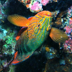 Peacock_Grouper_Nalusuan