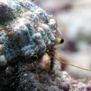 Media 'Hermit Crab' in category 'Underwater Photos'