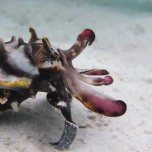 Media 'Flamboyant Cuttlefish' in category 'Underwater Photos'