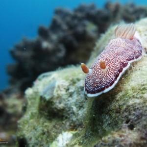 Media 'Chromodoris reticulata (Nudibranch)' in category 'Underwater Photos'