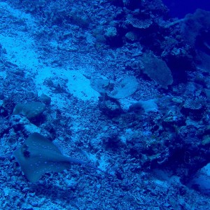 Blue-spotted_Stingray_Reefscape_Nalusuan