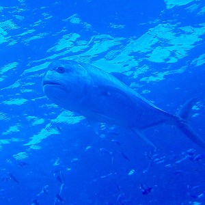 Giant_Trevally_Nalusuan