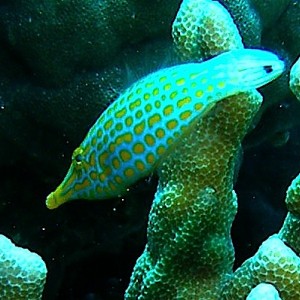 Longnose_Filefish_Nalusaun_1