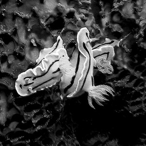 Chromodoris_bunch_BW_Nalusuan