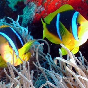pair of Anemone fish