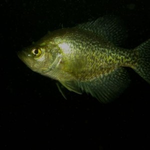 IMG_1727-Black_Crappie