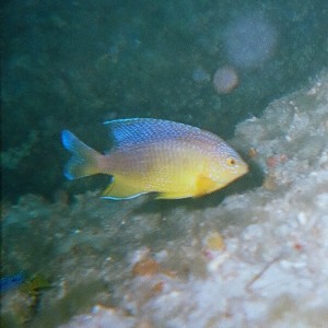 Juvenial Beaugregory Damsle Fish