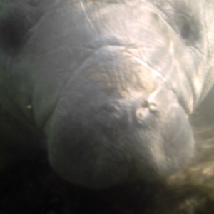 Manatee