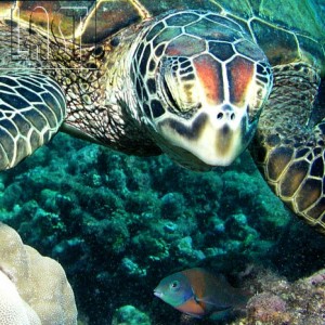 Turtle_Nemo_found
