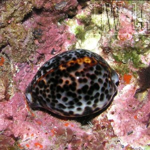 Tiger_Cowrie