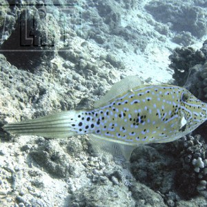 BroomTailFilefish