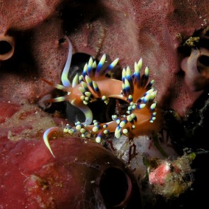 Flabellina - Nudibranch