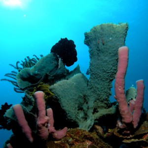 Green and Pink Sponges