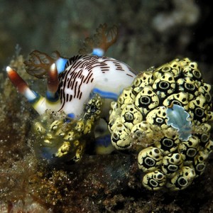 Nudibranch and Little Flatworm