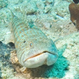 Funny-fish-closeup